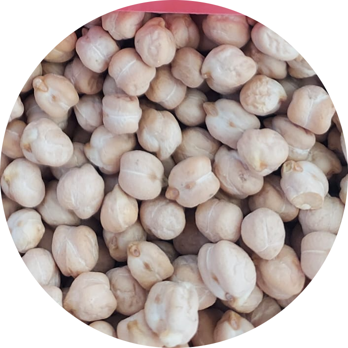 Hasanbey nohut. En veerimli nohut. En dayanıklı nohut. Hastalanmayan nohut.