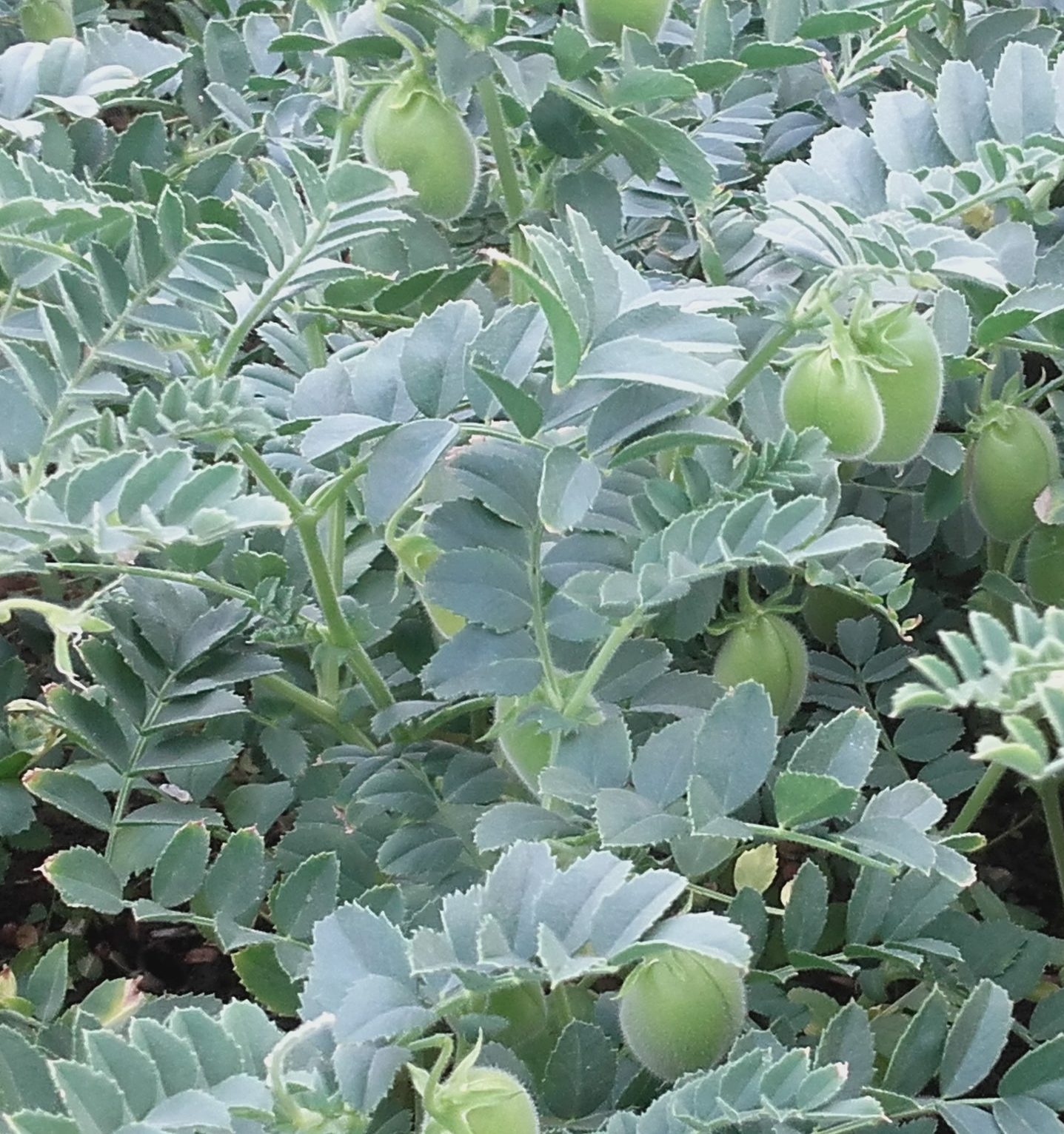 Hasanbey nohut. En veerimli nohut. En dayanıklı nohut. Hastalanmayan nohut. Konya